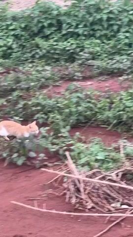 A small, orange and white kitten walks through tall green plants and red dirt. The kitten walks from left to right across the frame.