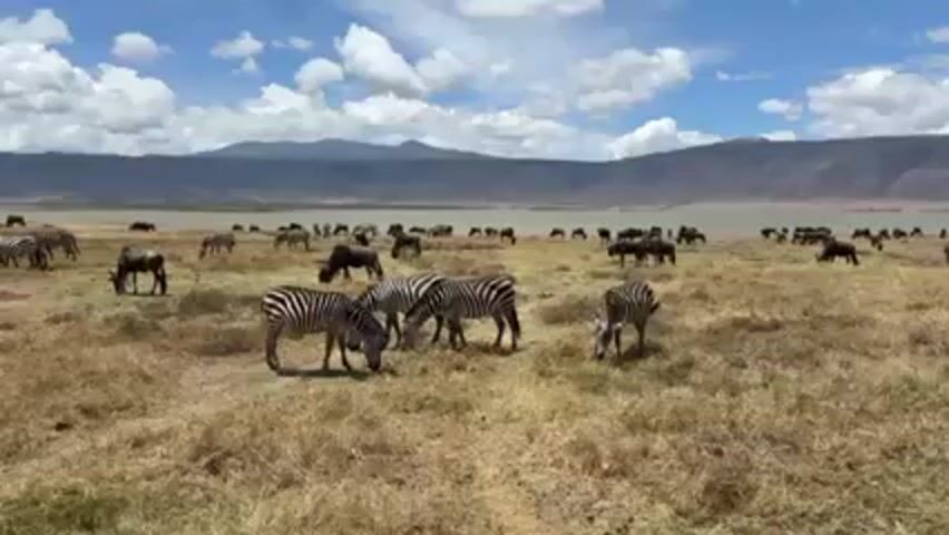 The video shows a large, dry, grassy field with many zebras and wildebeest grazing. In the background, there is a body of water and mountains under a blue sky with white clouds. The animals are spread out across the field, mostly facing downwards as they eat. There is a slight wind, visible through the movement of the grass and the sound.