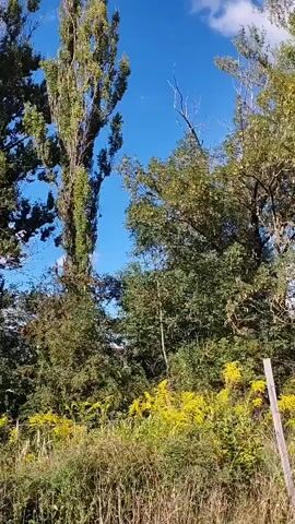 The video shows a bright blue sky with scattered white clouds above a dense collection of trees and vegetation. Two tall, slender trees, one significantly taller than the other, dominate the center and left of the frame. Their branches are covered in green leaves, with some appearing to be turning yellow or brown, suggesting an autumnal setting. In the foreground, a patch of vibrant yellow flowers is visible amongst dry grasses and other green foliage. A weathered wooden fence post stands on the right side of the image. The camera angle is looking upwards towards the sky and the upper portions of the trees. There are no people or animals visible in the frame.