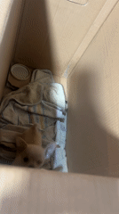 Chihuahua puppy and gaming equipment spotted indoors in Sofia
