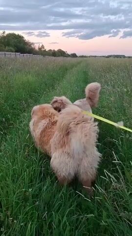 Two fluffy dogs, one larger and tan, the other smaller and lighter colored, are walking side-by-side on a leash in a grassy field. The larger dog's back is to the camera as it walks ahead, with its tail curled up. The smaller dog, facing the camera, walks beside and slightly behind the larger dog. The dogs are on a green leash. The environment is a field of tall green grass with a wooden fence and trees in the distance. The sky is cloudy with hints of pink and orange, suggesting either sunrise or sunset.