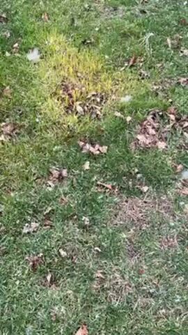 The video shows a close-up view of a grassy lawn with scattered brown leaves. A patch of brighter, yellow-green grass stands out in the foreground. Light snow is falling intermittently throughout the video. The camera gradually pans upwards, revealing a blurred fence and bare trees in the background. The overall scene appears to be a backyard during a light snowfall.