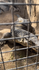 Animals documented at Sukawati wildlife facility in Indonesia