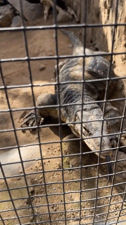 Animals documented at Sukawati wildlife facility in Indonesia