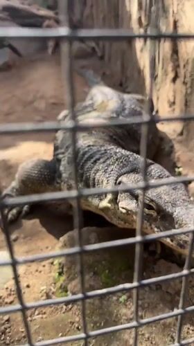 Animals documented at Sukawati wildlife facility in Indonesia