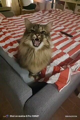 This media file captures a domestic scene featuring a fluffy, long-haired tabby cat. The cat is the primary subject, positioned on the edge of a bed with a red and white striped comforter. The bed itself appears to be a large piece of furniture with a gray upholstered frame. In the background, a person is partially visible sitting at a table, possibly working on a laptop, suggesting a home environment. The lighting appears to be artificial, indicating an indoor setting, likely in the evening given the timestamp.

The cat exhibits a range of behaviors. Initially, it is calmly seated, looking down. It then opens its mouth wide, exhibiting its teeth and tongue in what appears to be a yawn or a vocalization. Following this, it returns to a more neutral, alert posture, looking directly at the camera. Finally, it turns its head away, grooming itself. These actions suggest the cat is comfortable and perhaps interacting playfully with the person filming.

The scene is set indoors, on a bed. The time stamp indicates the recording took place on June 23, 2026, at 21:54. There are no external environmental cues like weather. The visible text at the bottom left of the frame reads "Shot on realme 8 Pro 108MP," and at the bottom right, "2026 06 23 21:54," which confirms the date and time of the recording. The location context provided is Foligno, Italy, which adds a geographical detail to the domestic setting. The emotions conveyed are primarily centered around the cat's actions, which range from calm to expressive, and the general sense of a relaxed, everyday moment in a home.