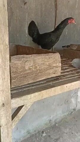 A black chicken with a red comb and wattle stands on a wooden slatted platform inside a structure. The structure has a concrete-like wall behind the chicken and a wooden beam in the foreground. To the left of the chicken is a wooden box, and to the right of the chicken is another wooden box and a metal ladle. The chicken is facing to the right, with its head slightly lowered. The video is a short, static shot of the chicken in its environment.
