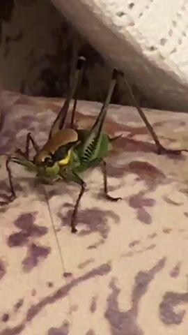 A green katydid with large hind legs and long antennae is visible in the center of the frame. It is perched on a patterned surface, possibly fabric. The background is blurred but appears to show a wall or partition. The katydid is facing forward and its mouthparts are visible. The lighting is dim, suggesting the video was recorded in low light conditions.