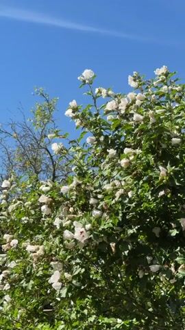 A low-angle shot captures a bright blue sky and a lush green bush with numerous white flowers. The bush is dense with foliage and blossoms, some of which appear partially open or wilted. In the upper left quadrant of the frame, a small, dark object, possibly an insect, is visible against the sky. To the left of the bush, a thinner tree with sparser branches and no visible leaves is also present. The overall scene suggests an outdoor environment on a sunny day.