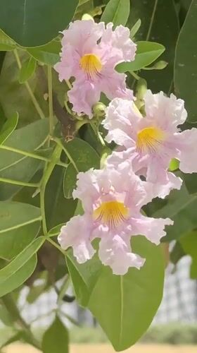 Dubai residents document spring flowers and neighborhood basketball court