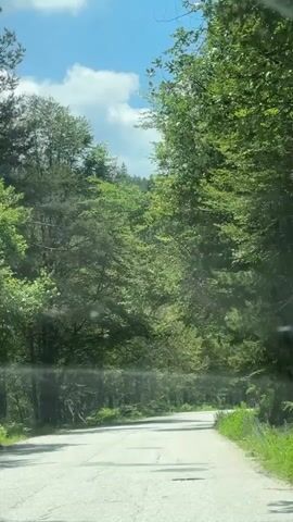The video shows a paved road winding through a dense forest. The trees are lush and green, with sunlight filtering through the leaves. The sky is blue with a few white clouds. The camera appears to be mounted inside a vehicle, as suggested by the windshield and dashboard visible at the bottom of the frame. The road is mostly clear, with some cracks and patches visible on its surface. The vehicle is moving forward, suggesting a drive through the forest. The overall scene conveys a sense of natural beauty and peacefulness.