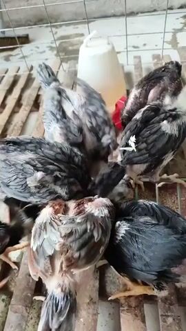 Several chickens are gathered around a feeder filled with grain. A white water dispenser is visible in the background. The chickens are pecking at the feed. The scene appears to be inside a coop or enclosure with wooden slats on the floor and wire fencing.