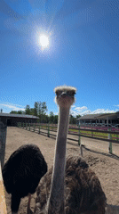 Ostriches and sheep meet visitors at a Peterhof animal enclosure
