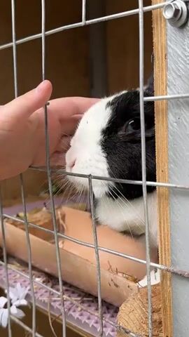 A close-up shot shows a child's hand gently petting the head of a black and white rabbit through a wire enclosure. The rabbit is facing left, with its eye visible and its nose and mouth to the left. The enclosure appears to be made of wire mesh and wood. A wooden food trough is visible behind the rabbit, and a small white object, possibly a flower, is on the ground in the lower left corner. The lighting is natural, suggesting an outdoor or well-lit indoor setting.
