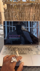 Morning video editing session captured on Barcelona balcony