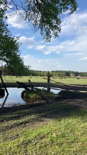 Horses graze peacefully in Russian countryside pastures