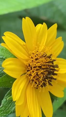 This media file is a close-up, vertical video of a vibrant yellow flower. The flower has multiple petals radiating from a central disc that is densely packed with dark, black stamens. The background is a soft blur of green, suggesting foliage and an outdoor setting. The lighting appears natural, possibly indicating daytime. There are no people, objects, or discernible text visible in the video. The focus is entirely on the intricate details of the flower.