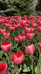 Woman visits blooming tulip garden at Gorky monument in Izhevsk