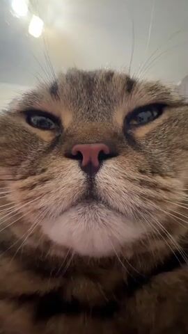 This video shows a close-up, low-angle shot of a tabby cat's face. The cat's eyes are open and looking directly at the camera. Its nose is pink and its mouth is closed. The cat's fur is brown and black striped. In the background, there are two blurry lights. The video is approximately four seconds long and the cat's head moves slightly throughout the clip.