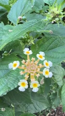 This is a close-up, slow-motion video of a Lantana flower. The flower has small, white petals with yellow centers, arranged in a circular cluster. Green leaves surround the flower, and some small green berries are visible on the plant. The background is blurred, suggesting a shallow depth of field. The video is static, with no camera movement.