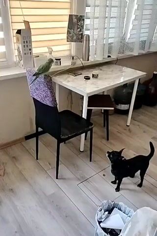The video shows a small black dog looking up at a green parakeet perched on the back of a chair. The chair is black with a purple patterned cushion. A marble-topped table with a white frame stands behind the chair, with a thermos and small containers on it. A window with blinds is to the left, and sheer curtains are to the right. In the foreground, a white trash can is overflowing with paper. The scene appears to be indoors, possibly a living room or dining area, with wooden flooring. The lighting suggests it is daytime. The dog's posture and gaze indicate curiosity or interest in the bird, while the bird seems unbothered by the dog's presence. No text is visible in the media file.