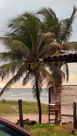 The video shows a coastal scene with a prominent coconut palm tree in the foreground, bearing a cluster of coconuts. The tree's fronds are swaying, suggesting a breeze. Behind the tree, the ocean is visible with gentle waves. The sky is overcast with dramatic rays of sunlight breaking through the clouds, indicating sunrise or sunset. In the mid-ground, there's a sandy dune covered with grass and a small, weathered wooden structure with a corrugated roof. To the right, a portion of a white building with peeling paint is visible. In the lower left corner, the edge of a dark red car, wet from rain, is in view. The overall environment is tropical and suggests a slightly gloomy but beautiful weather event at the beach. No people are visible in the video.