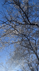 Spring blooms and urban scenes documented across city area