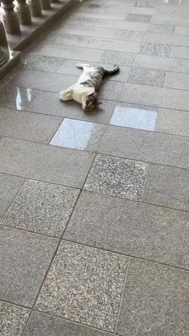 A gray and white cat rolls around on a tiled floor. The cat is on its back with its legs in the air. The cat then rolls onto its side and stretches. The cat then rolls back onto its back and wiggles its legs. The cat then rolls onto its side again and yawns. The cat then sits up and looks around.