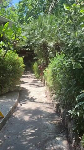 This media file captures a sun-dappled pathway winding through lush greenery, hinting at a garden or outdoor seating area. The path, made of concrete or similar material, is bordered on either side by vibrant vegetation, including flowering bushes with red blossoms and tall palm trees. Shadows from the leaves and fronds dance across the ground, suggesting a bright, sunny day. In the distance, beyond a dense wall of foliage, hints of an awning and seating arrangements can be seen, possibly indicating an outdoor cafe or restaurant. The overall impression is one of a serene and natural environment, perhaps a hidden oasis. The time of day appears to be midday or early afternoon, given the strong sunlight and distinct shadows. The location cues, such as the palm trees and the style of vegetation, align with a warm climate, and the provided context places this scene in the Beer Tuvia Regional Council, Israel. No visible text is present in the media.
