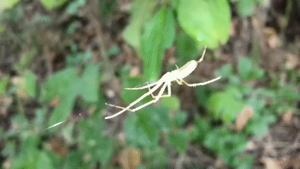 Rural Russian countryside: spiders, fungi, farm animals, and wetlands