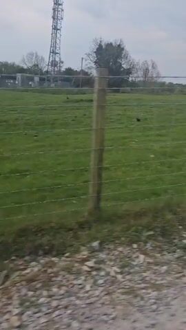 The video, taken from the perspective of someone inside a moving vehicle, shows a green field enclosed by a wire fence. Several sheep, mostly white, are visible in the field. They appear to be moving and interacting with each other. The sky is overcast. A few trees are visible in the background. The road next to the field is unpaved. The car's side mirror is visible in the corner of the frame. Someone can be heard speaking.