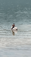 Man rides white ox through water near Pokhara