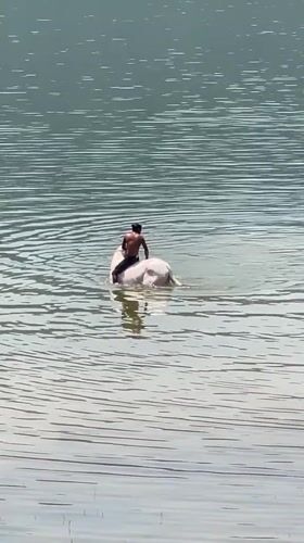 Man rides white ox through water near Pokhara