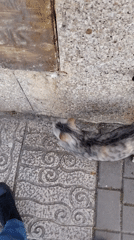 Stray cat seeks shelter under drain cover in Tangier