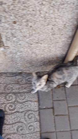 Stray cat seeks shelter under drain cover in Tangier