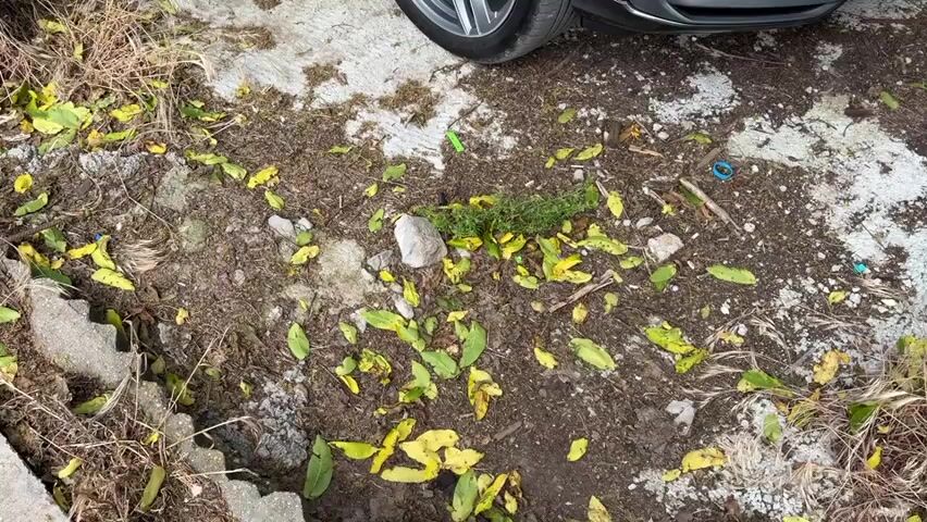 The video shows a black Audi Q7 parked on a concrete surface with dirt and leaves around it. The car is clean and shiny, with silver wheels and red brake calipers. The front end of the car is visible, including the headlights, grill, and bumper. The surrounding area is somewhat unkempt, with scattered debris and vegetation. There are a few wooden pallets visible in the background. The video appears to be shot outdoors in daylight.