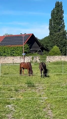 Two horses graze in a green pasture under a clear blue sky. One horse is brown, and the other is black. A low stone wall and an electric fence surround the pasture. Behind the wall are a building with solar panels on the roof, a dark barn, and green trees. A street sign stands near the barn.