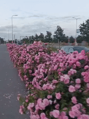 Pink rose hedges and a rocky shoreline in summer Tallinn