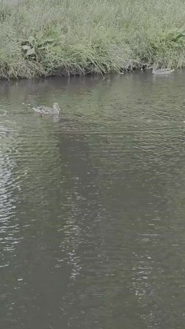 Two ducks are swimming in a calm body of water. The water is dark and reflective, with ripples on the surface. On the left side of the frame, one duck is closer to the camera and swimming to the right. On the right side of the frame, another duck is further away and also swimming to the right. The background consists of a grassy bank with tall green grass and some leafy plants. The scene appears to be a natural outdoor environment.