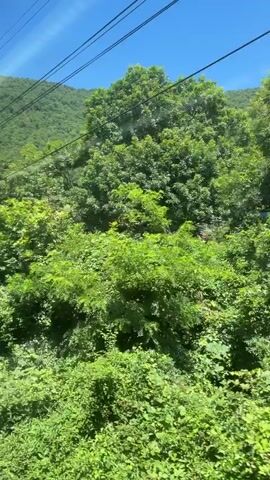 A landscape video shot from a moving vehicle, likely a train or car, shows lush green trees and hills under a clear blue sky. Overhead wires are visible, suggesting a route that follows power lines. In the distance, houses and buildings can be seen nestled amongst the trees. The camera pans slightly, offering a glimpse of a dirt road on the left side of the frame at one point. A utility pole with the number 75 on it is also captured in the video.