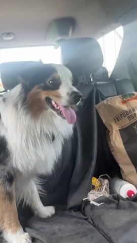 A medium shot captures an Australian Shepherd dog sitting in the backseat of a vehicle. The dog, with black, white, and tan fur, is looking to the right of the frame with its tongue hanging out, panting. It is positioned on a black fabric seat cover that appears to extend across the entire backseat. Behind the dog, a brown paper bag with some lettering is visible on the right side of the frame. A white cylindrical object and some tangled string are also present on the seat cover. The car's headrests are visible in the background, and sunlight streams in from the top right, creating a lens flare. The overall impression is of a dog enjoying a car ride.
