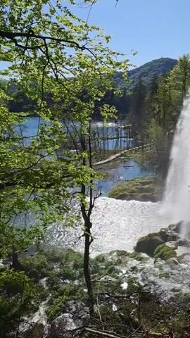 The video showcases a vibrant natural landscape, dominated by a powerful waterfall on the right side of the frame. A voluminous cascade of white, foamy water plunges down a cliff, creating a misty effect as it crashes into a turbulent pool below, churning over moss-covered rocks and lush green vegetation. Bright green leaves of trees and branches frame the foreground, suggesting a spring or early summer setting.

In the mid-ground, a tranquil body of water, likely a lake, stretches across the scene, its surface sparkling with sunlight reflections. Distant wooden boardwalks, partially submerged, wind across the water, hinting at the unique infrastructure of Plitvice Lakes National Park in Croatia, which is consistent with the provided location context.

The background features gently sloping hills and mountains, densely covered in verdant forest, under a clear, brilliant blue sky. A small, indistinct structure is visible on a distant hilltop. The scene is bathed in bright daylight, indicating clear, sunny weather, likely mid-morning or early afternoon. No human activity or visible text is present. The overall impression is one of majestic natural beauty and serene wilderness.