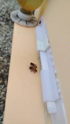 The video shows a close-up, eye-level, slightly tilted view of a light peach-colored surface, possibly a wall or a piece of furniture, with a white plastic trim or piece of hardware running vertically along the right side. There are two bees on the peach surface in the foreground. The bee on the left is facing forward, and the bee on the right is slightly behind and to the right of the first bee, also facing forward. Both bees appear to be alive and are moving. Further back on the white trim, more bees are visible, appearing to be entering or exiting an opening. In the upper left corner of the frame, a portion of a white round object with a yellow center is visible, possibly a doorknob or a decorative finial, resting on a textured surface that looks like gravel or small stones. The overall lighting suggests it is daytime.