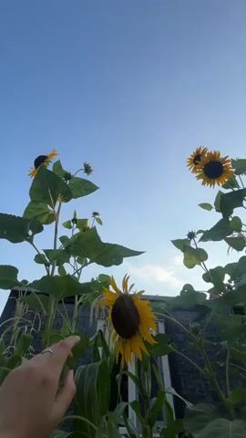 A hand reaches out to a sunflower in a garden against a clear blue sky. The hand is in focus and positioned to the left of the frame. The sunflower is also in focus and directly in the center of the frame, with its yellow petals spread wide. Behind the sunflower, more sunflowers and greenery are visible, along with a brick wall and a white structure. The sun appears to be setting, casting a warm glow on the scene.