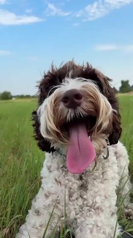 A medium shot captures a brown and white shaggy dog with its tongue hanging out, panting in a grassy field under a blue sky with white clouds. The dog is in the foreground, with green grass and a blurred background of trees and a field. The dog appears to be sitting or lying down.