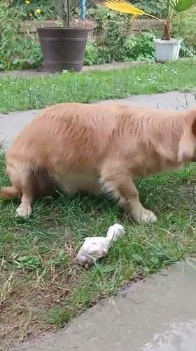 Dog finds a chicken leg in a backyard in Monastyryska