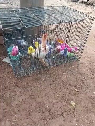 The video shows a large wire cage containing several birds, including chickens and smaller birds that appear to be budgies. The cage is situated outdoors on a dirt or sandy surface. Inside the cage, there are several colorful plastic dishes holding what appears to be food or water. The birds are clustered together, with some standing and others seemingly pecking at the food. The lighting suggests it is daytime. The background is slightly blurred, but hints at a rural or unpaved area with some debris and what might be a part of a vehicle visible. The focus is on the cage and the birds within it.