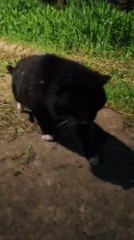 Black and white cat spotted multiple times in Парэчча