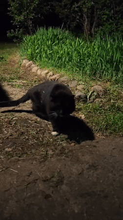 Black and white cat spotted multiple times in Парэчча