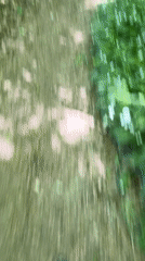 Forest trail walk and lakeside scenery captured by witness